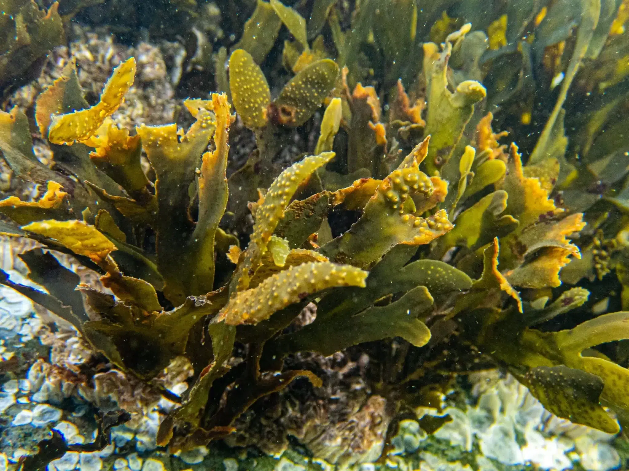 الطحالب البنية البنية (Brown Algae)