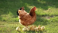 كم سنة تعيش الدجاجة والعوامل التي تحدد عمرها
