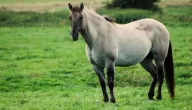 مدة حمل الحصان وتأثيرها على صحة المولود