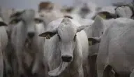 أبقار قادمة من البرازيل تثير الجدل في المغرب