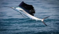 أسرع حيوان بحري هو السمكة السيفية (سمكة الذيل السيفي)