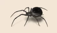 أنواع العناكب السوداء وصفات وسلوك كل نوع
