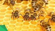 اسم بيت النحل وأهميته في صناعة العسل