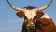 الفرق بين البقر والجاموس والعجل والثور