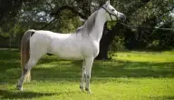 الفرق بين الحصان العربي الأصيل والحصان العادي (البدوي أو الشامي)