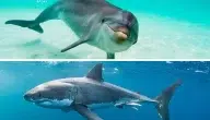 الفرق بين الحوت والقرش والدولفين بالصور وسبل حمايتهم الضرورية