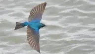 حدد خصائص الطيور متكيفة للطيران.. وتأثير العوامل الجينية عليها
