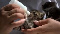 حليب القطط الرضع وأهميته في تغذيتهم