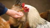 دورة تسمين الدجاج البلدي وتأثيرها على الزراعة المحلية