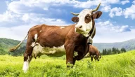 بالصور.. أفضل 8 سلالات أبقار