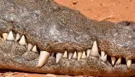 كم عدد أسنان تمساح النيل.. ومتى يتغير عددها