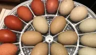 كيف تجعل البيض يفقس في يوم واحد وكيفية اختيار البيض المناسب لذلك