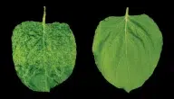 كيف تدافع النباتات عن نفسها ضد المسببات المرضية وأمثلة عليها