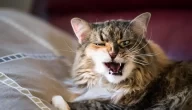 لماذا تصرخ القطط عند التزاوج وما سلوكهم في فترة التزاوج