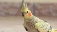 لماذا يصرخ طائر الكوكتيل وماذا يحدث عندما يصرخ بشكل مستمر