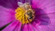 ما هو دور النحل في عملية تكاثر نبات مغطى البذور.. وتأثير غياب النحل على الإنتاج الزراعي