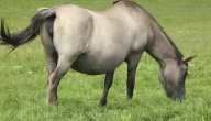 ماذا تسمى الفرس الحامل ودورها في تربية الخيول