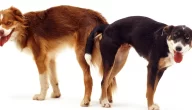 ماهو سبب التصاق الكلاب عند التزاوج و الشرح العلمي وأهميته