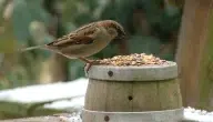 مستودع الطعام في الطيور واستراتيجيات تحسينه