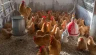 مشروع تربية الدجاج البلدي لإنتاج البيض بتكاليف بسيطة وفوائده