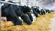 مصر وقطر يدشنان شراكة في مزرعة أبقار بدايةً من 20 ألف بقرة