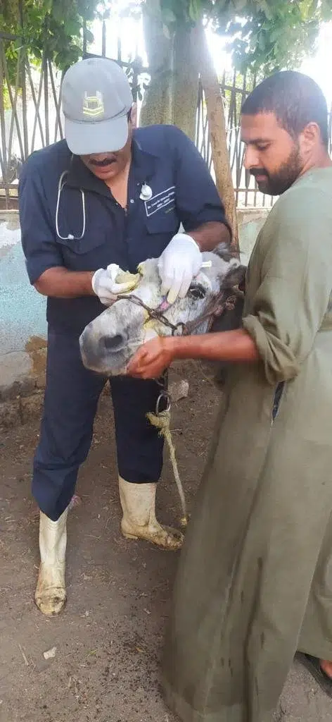 قافلة طبية أطلقتها الزراعة لعلاج مواشي صغار المربين بالمجان في المنيا