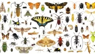 6 حشرات تصيب الحيوانات باستثناء البق