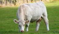 اكتشاف إصابة أبقار بمرض “الجلد العقدي” في منطقة البيضاء وتحذير من بيعها