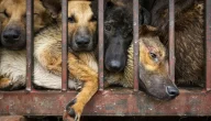 نجاة كلاب من الذبح بعد تحريرها من مسلخ في فيتنام بعد قرار صاحبها بوقف تجارة لحومها